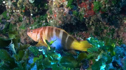 Painted Comber Video stock 96855832