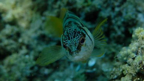 Painted comber (Serranus scriba) close-up undersea, Aegean Sea Stock Photos
