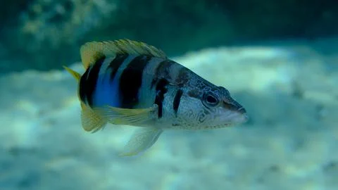 Painted comber (Serranus scriba) close-up undersea, Aegean Sea Stock Photos
