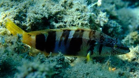 Painted comber (Serranus scriba) close-up undersea, Aegean Sea Stock-Fotos