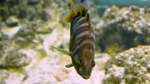 Painted comber (Serranus scriba) Stock Footage 231074643