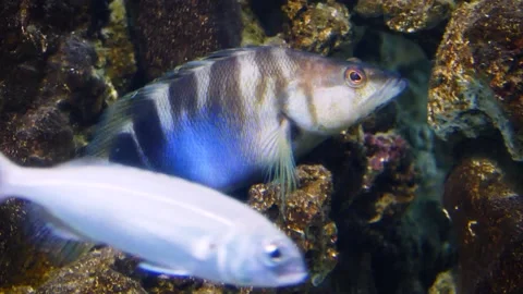 Painted comber (Serranus scriba) Stock-Footage 231074679