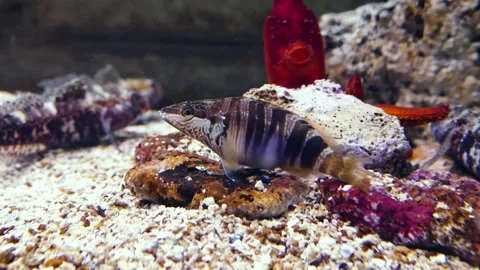 Painted comber (Serranus scriba) Stock Footage 231076076