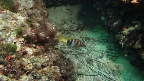 Painted comber (Serranus scriba) over the bottom of Mediterranien sea Video stock 84076613