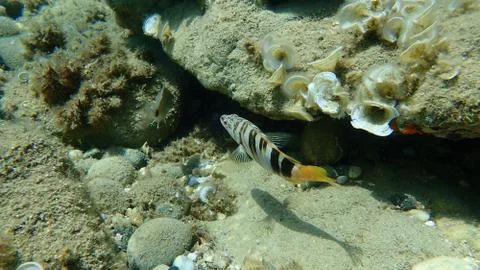 The painted comber (Serranus scriba) Stock-Fotos