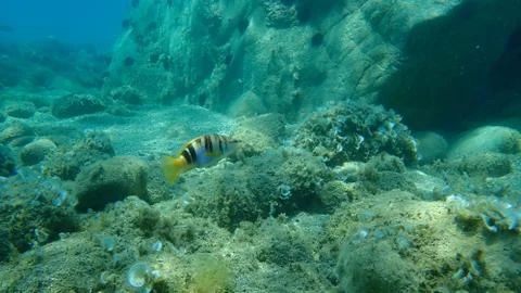 The painted comber (Serranus scriba) Stock Photos