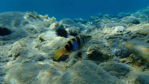 The painted comber (Serranus scriba) Stock Photos