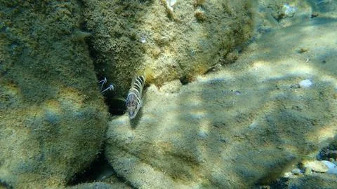 The painted comber (Serranus scriba) Stock Photos