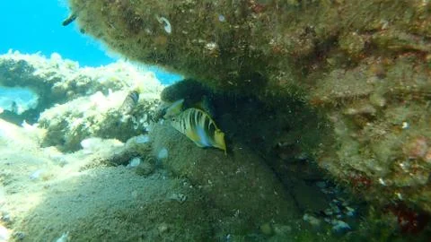 The painted comber (Serranus scriba) Stock Photos