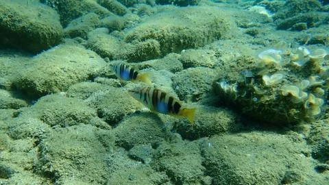 The painted comber (Serranus scriba) Foto stock