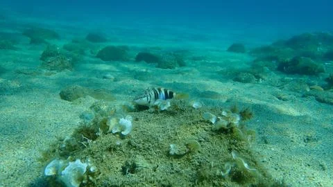 The painted comber (Serranus scriba) Stock Photos