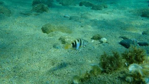 The painted comber (Serranus scriba) Stock Photos