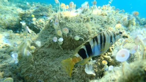 The painted comber (Serranus scriba) Stock Photos