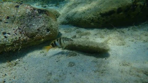 The painted comber (Serranus scriba) Stock Photos