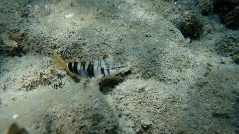 The painted comber (Serranus scriba) Stock Photos
