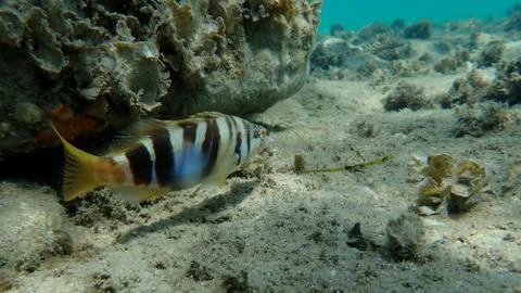 The painted comber (Serranus scriba) Stock Photos