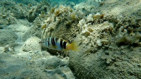 The painted comber (Serranus scriba) Stock Photos
