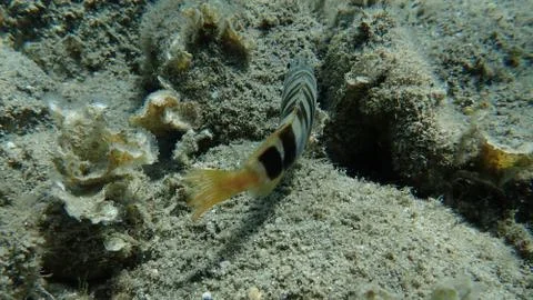 The painted comber (Serranus scriba) Stock Photos
