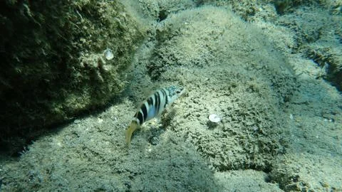 The painted comber (Serranus scriba) Stock Photos