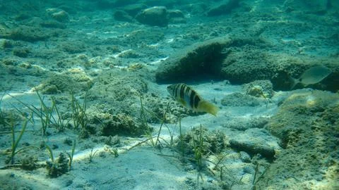 The painted comber (Serranus scriba) Stock Photos