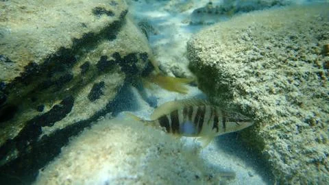 The painted comber (Serranus scriba) Stock Photos