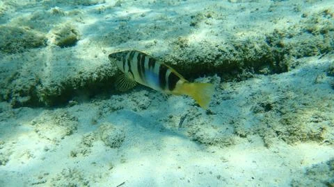 The painted comber (Serranus scriba) Stock Photos