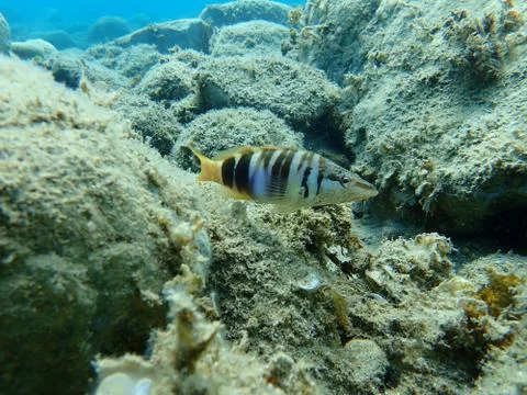 The painted comber (Serranus scriba) Stock Photos