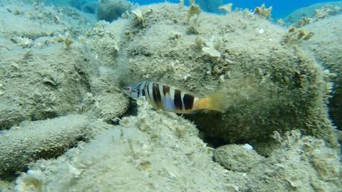 The painted comber (Serranus scriba) Stock Photos