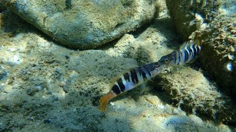 The painted comber (Serranus scriba) Stock Photos