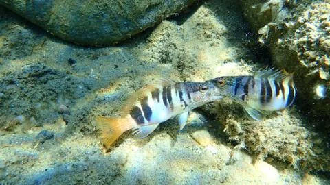 The painted comber (Serranus scriba) Foto stock