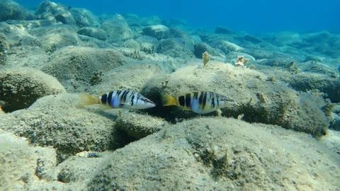 The painted comber (Serranus scriba) Foto stock
