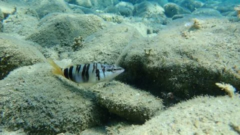 The painted comber (Serranus scriba) Stock Photos