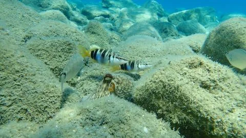 The painted comber (Serranus scriba) Foto stock