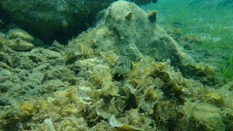 The painted comber (Serranus scriba) Stock Photos