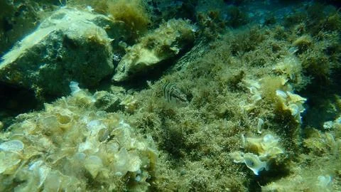 The painted comber (Serranus scriba) Stock Photos