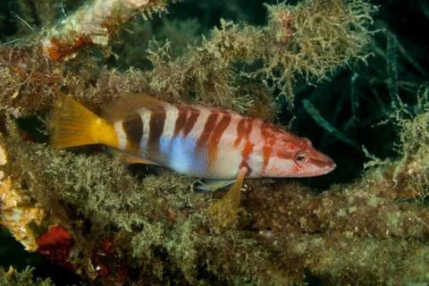 Painted comber, Serranus scriba Stock Photos