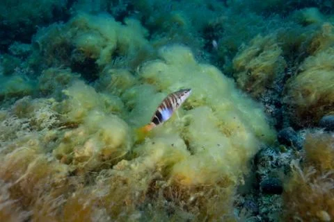 The painted comber, Serranus scriba 스톡 사진