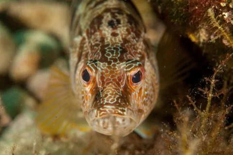 The painted comber, Serranus scriba Stock-Fotos