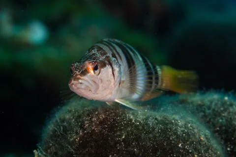 The painted comber, Serranus scriba Foto stock