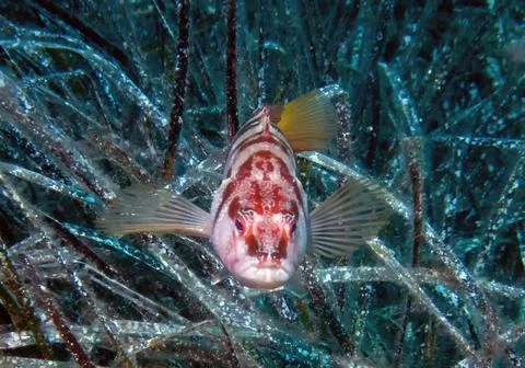 Painted Comber (Serranus scriba) Stockfoto's