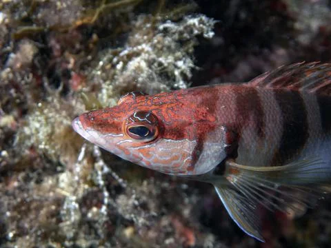 Painted Comber (Serranus scriba) Foto stock
