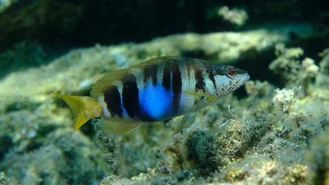 Painted comber (Serranus scriba) undersea, Aegean Sea Stock Photos