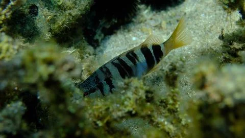 Painted comber (Serranus scriba) undersea, Aegean Sea Stock Photos