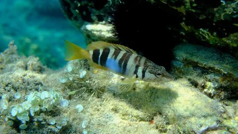 Painted comber (Serranus scriba) undersea, Aegean Sea, Greece Stock Photos