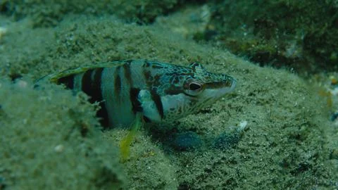 Painted comber (Serranus scriba) undersea, Aegean Sea Stock Photos