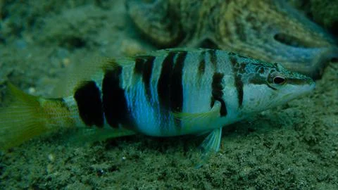 Painted comber (Serranus scriba) undersea, Aegean Sea Stock Photos
