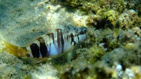 Painted comber (Serranus scriba) undersea, Aegean Sea Stock Photos