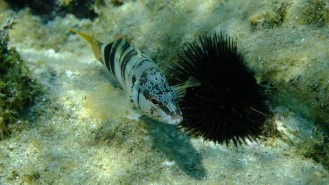 Painted comber (Serranus scriba) undersea, Aegean Sea Stock Photos