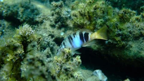 Painted comber (Serranus scriba) undersea, Aegean Sea Stock-Fotos