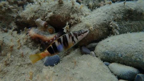 Painted comber (Serranus scriba) undersea, Ligurian Sea Foto stock